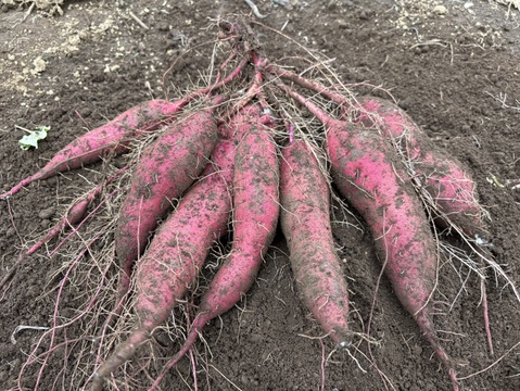 春夏秋冬、山から届くシェフの育てた野菜セット