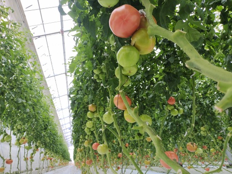 大玉トマト　かれん　約２００g×２０個