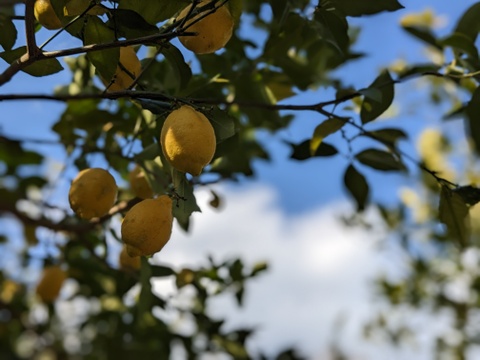 【完熟】【栽培期間中農薬不使用】大崎上島レモン10kg