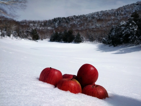 【1ヶ月限定販売】山ノ内産冬越えりんご フジ  天然雪貯蔵品！【6個】