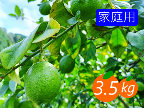 【家庭用】グリーンレモン 3.5kg 皮ごと楽しめる♡ フレッシュ！ 愛媛産！！