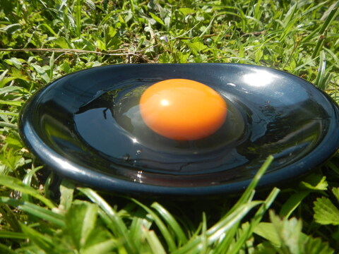 七彩の風　25周年突入記念　平飼い卵で作ったカステラ(8個）セット