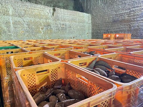 【栃木県産】熟成芋と新芋の食べ比べセット｜さつまいも2kg｜紅はるか