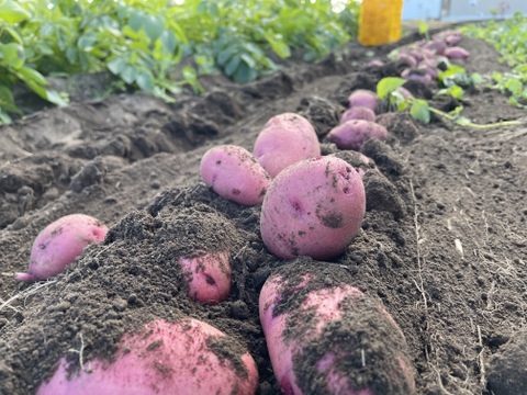 食べ比べ！冬の新じゃが2品種『デジマ』『アンデスレッド』約2.5kg×2品種（計約5kg）