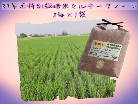 【冷めても感動】Pino farm「弾む、雪肌もち米」～R7年産特別栽培米　ミルキークイーン　2㎏～