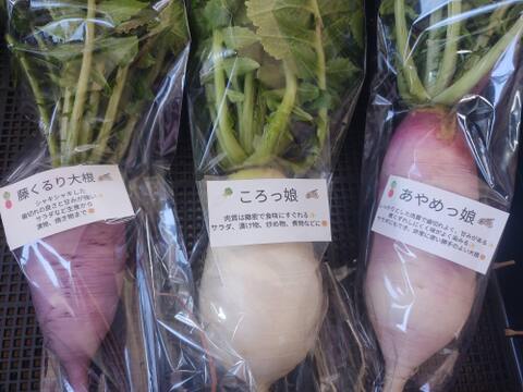 ✨【採れたて葉付き】食卓を彩る「旬のミニ大根」お任せ2〜3種セット｜採れたて直送！農薬・化成肥料不使用✨