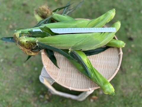 旬なとうもろこしゴールドラッシュとミライの食べ比べセット
