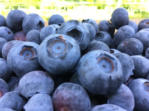 旬を味わうフルプロ農園の手作りジャム【おまかせ6本セット】果物・砂糖・レモン果汁のみ使用 #NKM00906