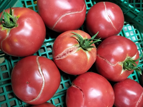 手作りケチャップ作ってみませんか?訳あり完熟トマトを冷凍!トマト4ｋｇ　パチャママ農園