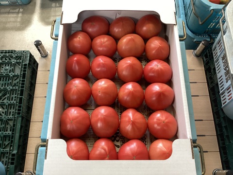 緑丸山口トマト大箱（Ｌサイズ）