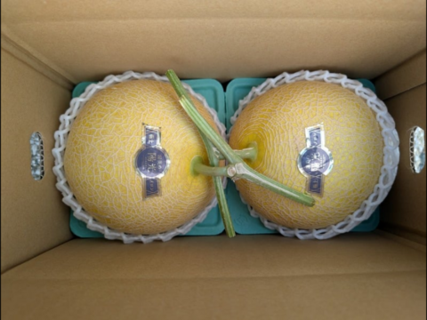 訳アリご家庭用＊極上メロン 渥美の陽光-HIKARI-(２玉入)