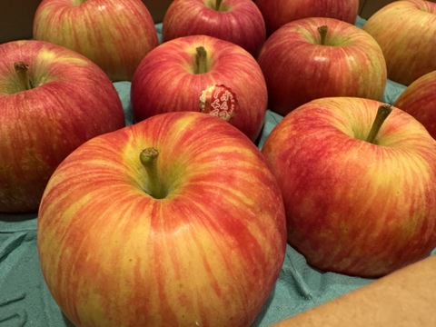 今季第1弾！収穫後すぐに発送！夏りんご「シナノレッド」爽やかな味わい　（9個から12個）