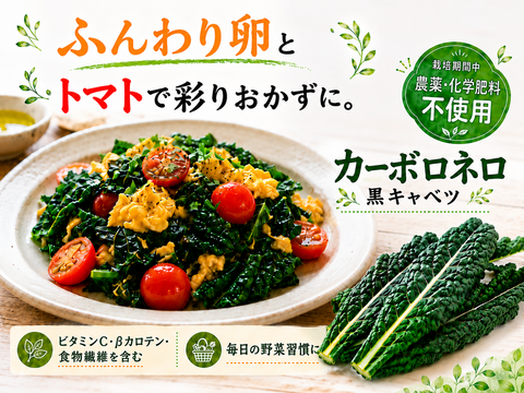 【毎日のスープに】カーボロネロ約600g｜黒キャベツ・栽培期間中 農薬・化学肥料不使用