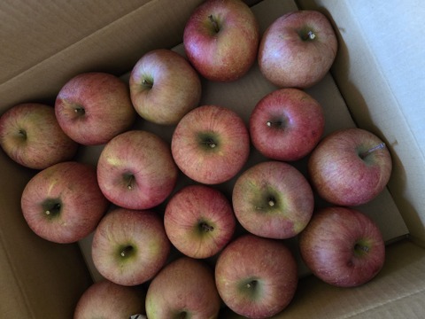 果汁溢れる！ サンふじ【わけあり家庭用 5kg 】