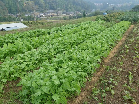 【旬を楽しむお任せ野菜セット】
　水のきれいな京都府福知山の季節ごとの旬野菜とジャガイモ、玉ネギなどの保存野菜を10～15品種 (少量・使い切り)バランスよくお届け！