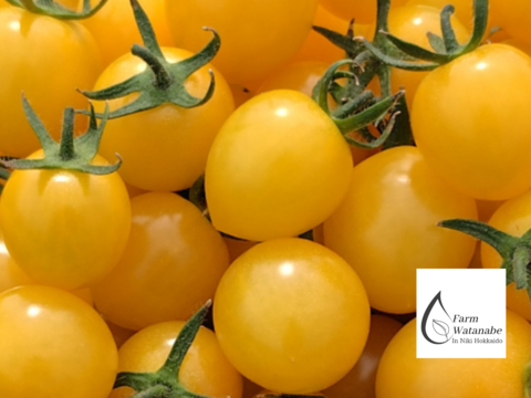 北海道仁木町産//高糖度ミニトマト【新品種//エコスイートレモン】1.2kg 栽培期間中農薬、化学肥料不使用、除草剤不使用