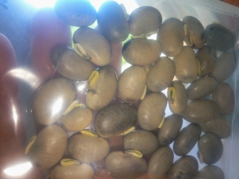 ムクナ豆　肥料農薬不使用、自然栽培