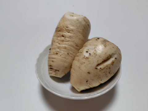 おろしそばに最適! 福井県産 辛味大根B品(品種名:辛味そば大根) 400~600g