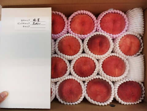 【福島の桃】品種おまかせ　大箱15〜22玉（約4.5kg）【ギフト・贈答用に】7月20日頃〜8月15日頃まで販売