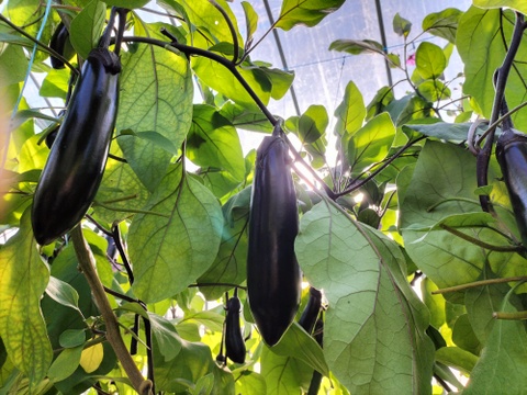 黒光りする太くて長いナス！汁や油との相性ピカイチ＜10本＞