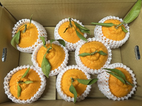 旬の柑橘セット約2.8k〜3.2k【柑橘食べ比べ】