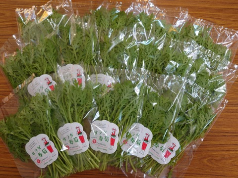 【★生で食べるサラダ春菊！！★】数量が多いセットをご用意しました。サラダ春菊（40ｇ×15袋）さっと洗ってそのまま使える！