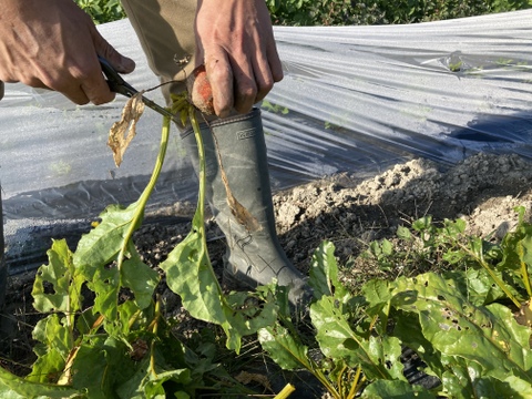 野菜ソムリエ厳選 農薬化学肥料不使用！
こだわり旬のお試し野菜セット！ 滋賀県産