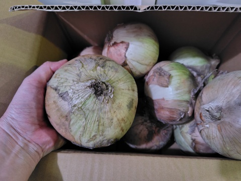 今が旬！！納豆菌栽培淡路島産　新玉ねぎ大玉5ｋｇ　兵庫認証品（残留農薬不検出）