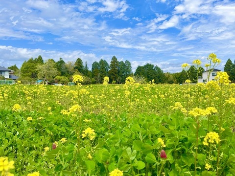【お歳暮に！】「燻製はちみつ」と百花蜜の食べ比べギフト120g2本入り