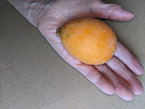 🍋びわ　中玉Lサイズ〜大玉２L～大玉３Ｌサイズ（大きさ不揃い）約５００g（箱込み）