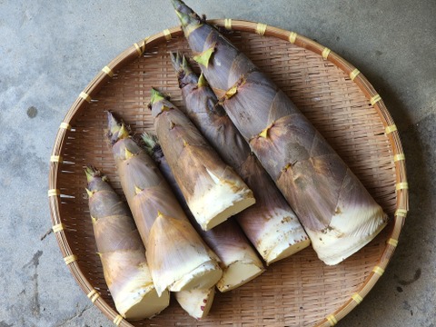 京都山城産　朝掘り筍　淡竹（ハチク）2kg