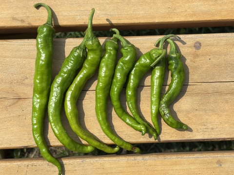 自然栽培 丹沢山麓の固定種・在来種野菜Lセット　80〜100サイズ9〜10品種農薬・化学肥料・動物性肥料は一切不使用 菌ちゃん農法