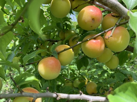 まじりっけなし！梅干に最適！『十郎小町』2kg 自然栽培の梅。ジャムや茶梅など幅広いレシピに。農薬不使用