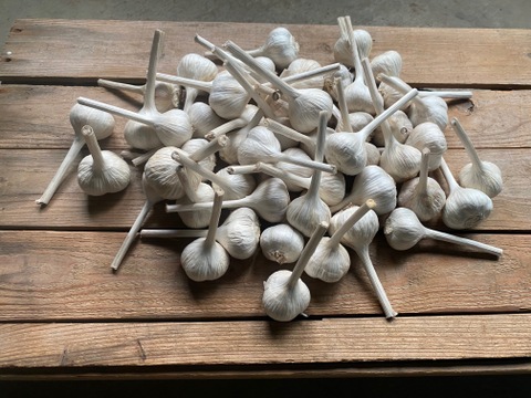 農薬・化学肥料不使用！食欲誘う香ばしさ！平戸にんにく(3kg