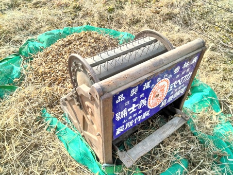 丹波黒豆300g　2025年手摘み莢出し 黒豆 農薬不使用　丹波篠山産