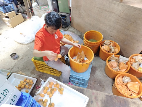 採りたて新鮮が一番美味しい！甘さ濃～い！長崎産露地びわ「千々（ちぢ）んびわ」　　食べきり６００ｇ箱（１２玉）にてお届け