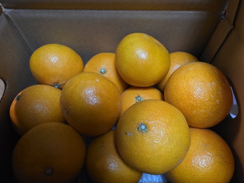 浜ノまどんな　「愛媛果試第28号」
家庭用　2ｋｇ  
2025年11月末発送予定！