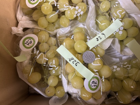 小粒のシャインマスカット1.5ｋｇ