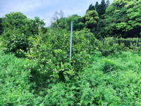 熊本発農薬不使用🍊  10kg 宮川、原口早生　サイズフリー『夜市限定』（約70個前後入）