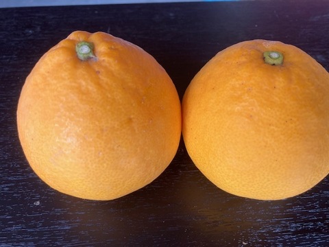 河内晩柑（美生柑）3.5㎏