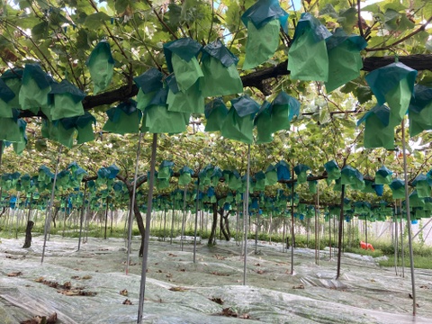 葡萄「シャインマスカット」　300g   4房入り