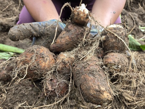 数量限定！元気いっぱい有機栽培の里芋　1kg