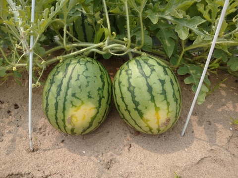 皮のふちまでシャリシャリ甘い！にしまるスイカ(小玉西瓜)　１玉入り(約２kg以上)