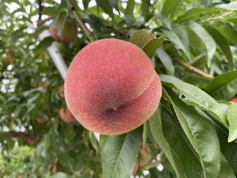 売り切れ【夏ギフト】初夏の7月収穫の桃 朝採り収穫したその日に発送します✨品種おまかせ
