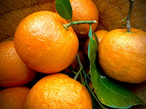 【BITTER ORANGE】ビターオレンジ 約8kg