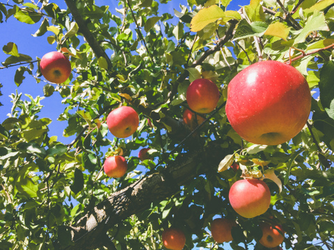 【緊急SOS！賞味期限間近のため25%OFF】完熟ストレートりんごジュース 1000ml × 6本