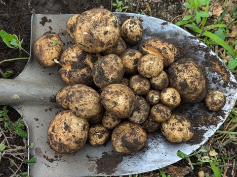 ポテサラに最適！甘みとコクのホクホクじゃが芋＊デジマ（2kg）【栽培期間中　農薬不使用】