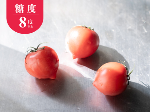 豊かな潤い！ルネッサンストマト「雫果（しずか）」600g・ギフトボックス