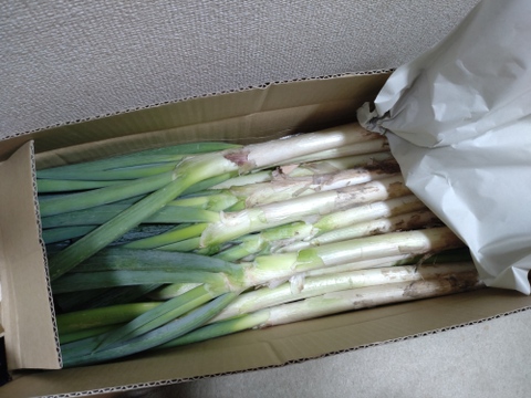 【お得】数量限定✅たっぷり【12本増量❗️❗️】⭕️Mサイズ18本＋12本❗計30本❗❗3,000円→1,080円✨🎁至福の極甘ネギ❗️❗️信州産✨【特別栽培】✨【無消毒栽培】