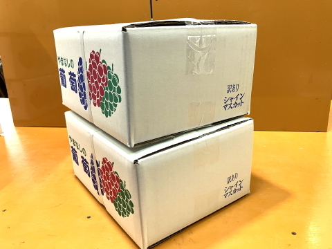 食べチョク登録記念
2025年限定山梨県産ゴールドシャインマスカット入りシャインマスカット約1.1kg~1.2kg × 2箱　【ご家庭用訳あり】最終になります。美味しい食べ方や保存の仕方を同封します!